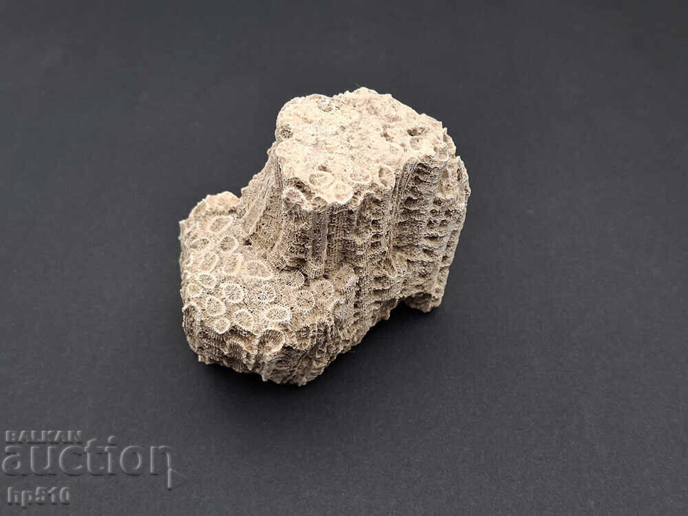 Φώσιλ, απολίθωμα. Αποικιακό Κοράλλι Heliastrea defrancei με τιμή 18.00 BGN | € 9.20