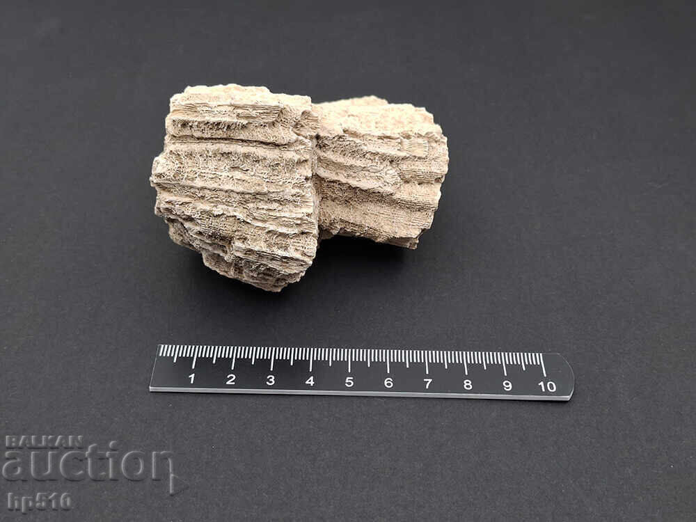 Δημοπρασία Φώσιλ, απολίθωμα. Αποικιακό Κοράλλι Heliastrea defrancei