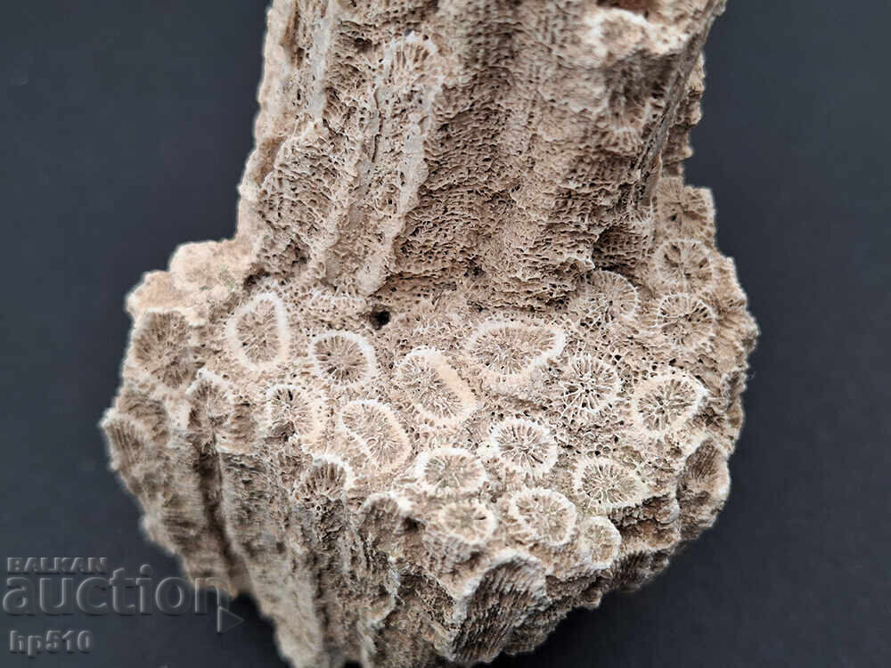 Παράδοση Φώσιλ, απολίθωμα. Αποικιακό Κοράλλι Heliastrea defrancei