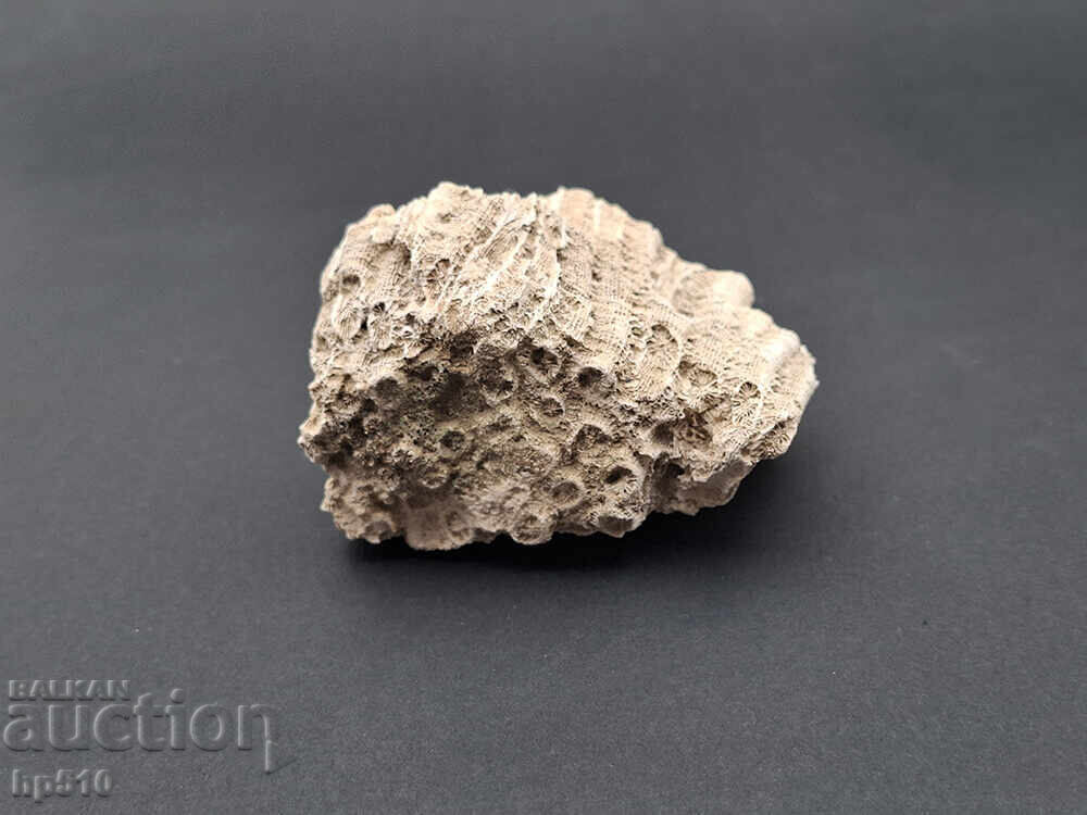 Φώσιλ, απολίθωμα. Αποικιακό Κοράλλι Heliastrea defrancei - 5