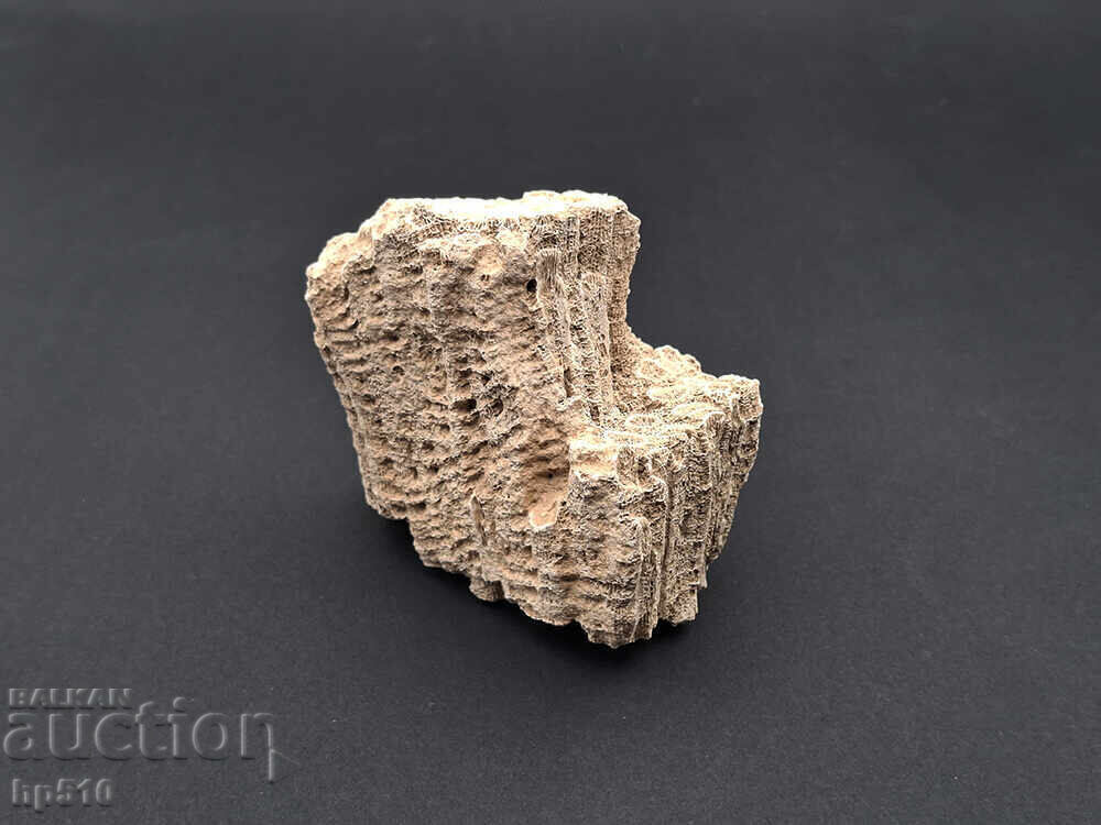 Φώσιλ, απολίθωμα. Αποικιακό Κοράλλι Heliastrea defrancei - 6