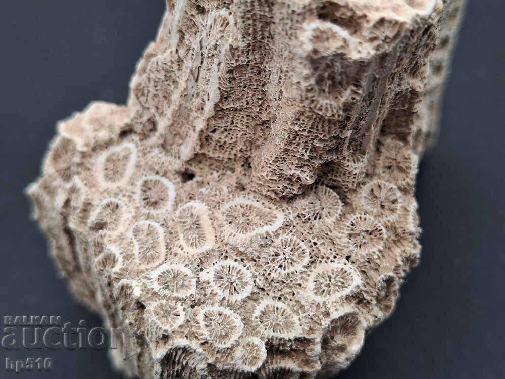 Φώσιλ, απολίθωμα. Αποικιακό Κοράλλι Heliastrea defrancei