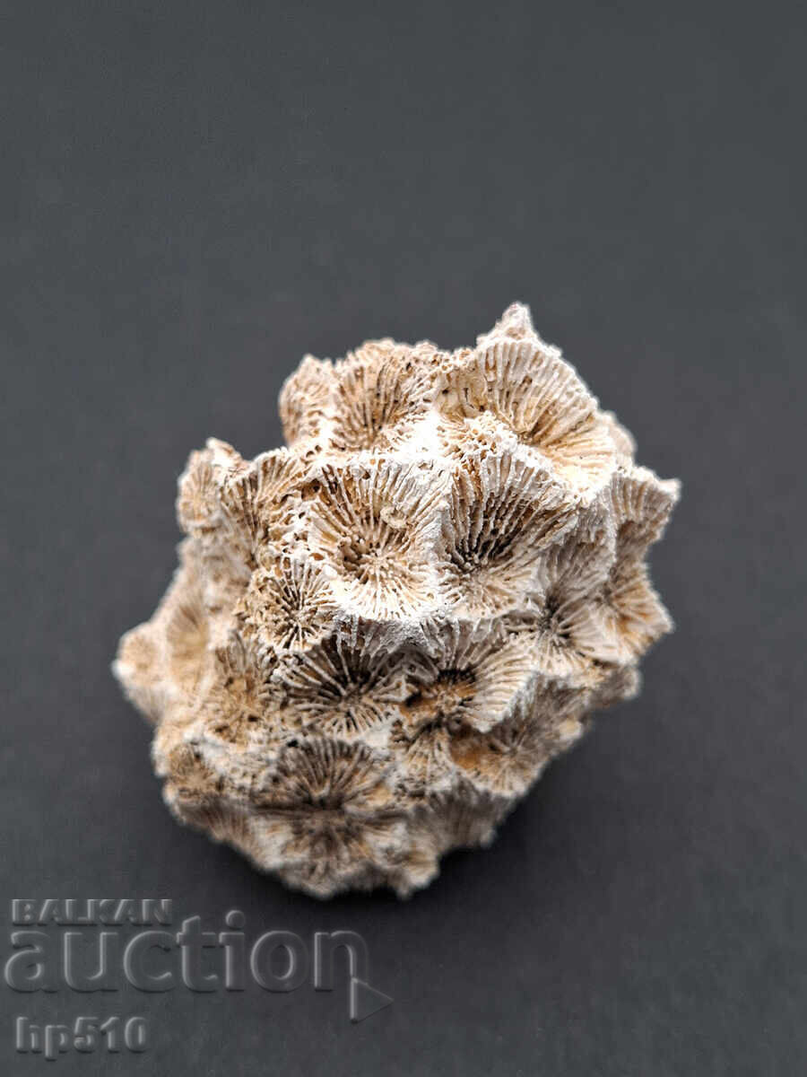 Φώσιλ, απολίθωμα. Αποικιακό Κοράλλι Heliastrea defrancei με τιμή 10.00 BGN | € 5.11