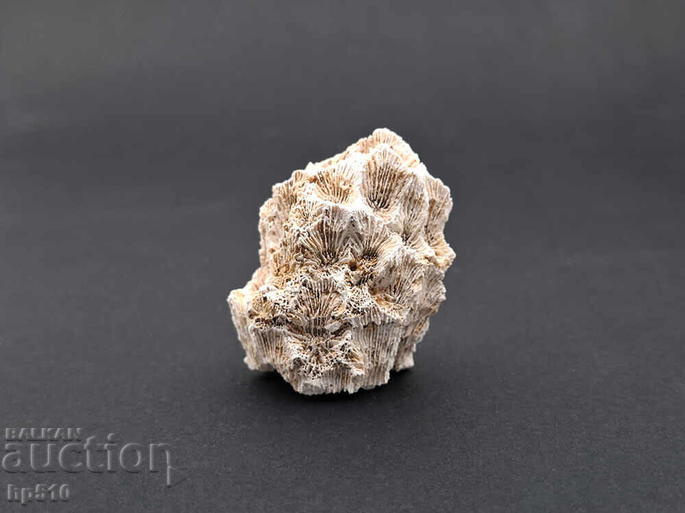 Δημοπρασία Φώσιλ, απολίθωμα. Αποικιακό Κοράλλι Heliastrea defrancei