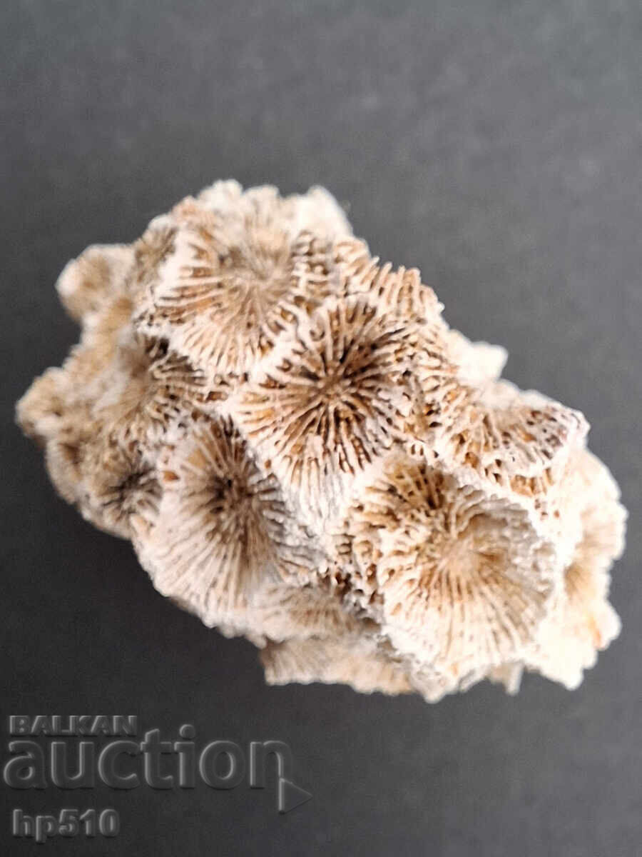 Φώσιλ, απολίθωμα. Αποικιακό Κοράλλι Heliastrea defrancei - 6