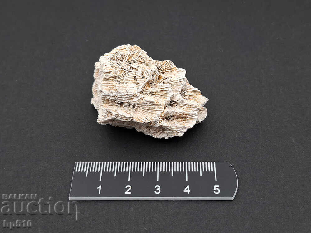 Φώσιλ, απολίθωμα. Αποικιακό Κοράλλι Heliastrea defrancei