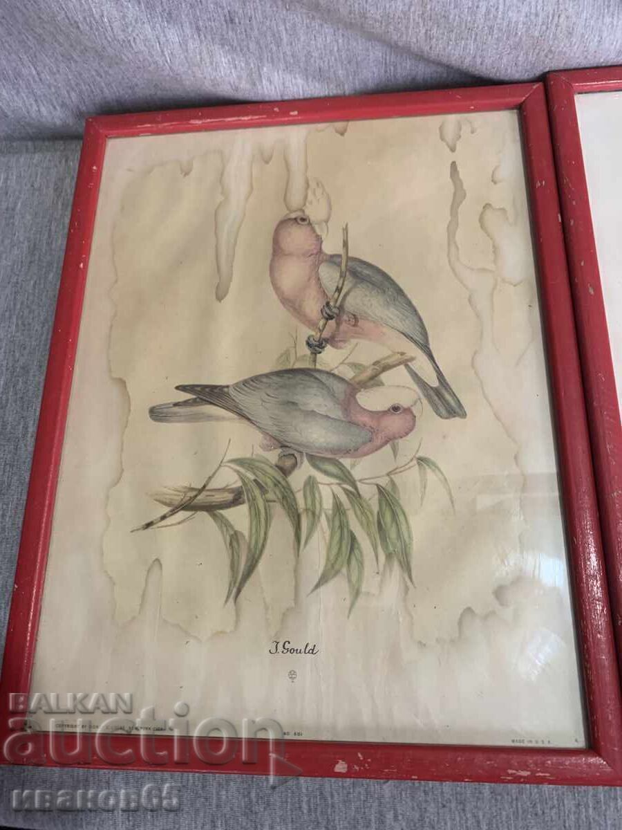 Three Colorful Lithographs Parrots Print with price 60.00 BGN | € 30.68