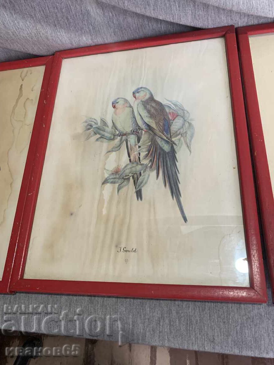 Auction  Three Colorful Lithographs Parrots Print