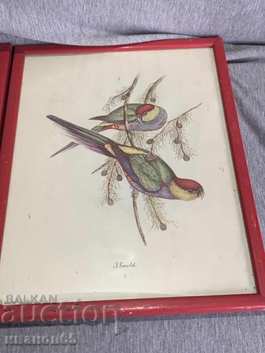 Delivery of Three Colorful Lithographs Parrots Print