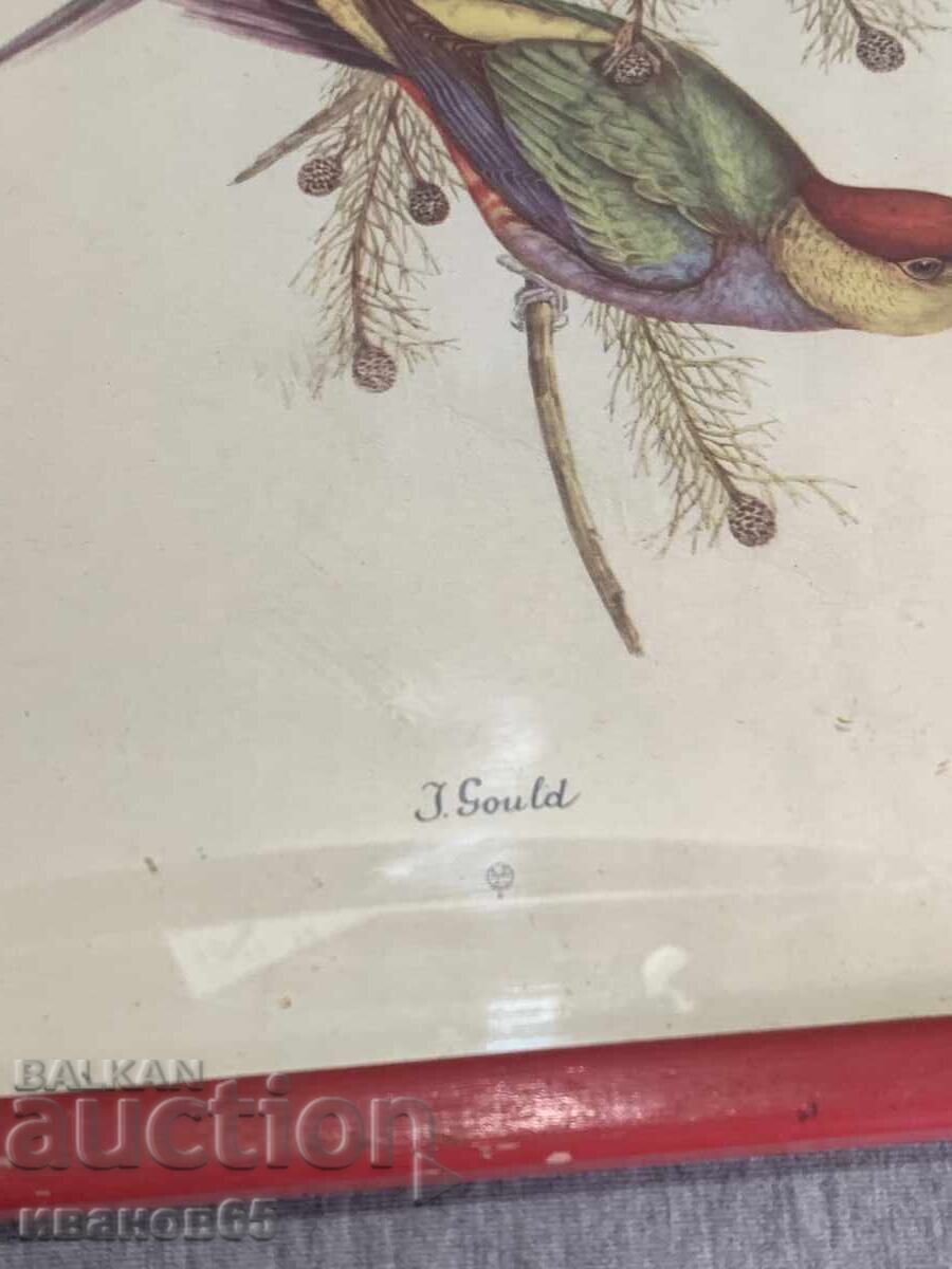 Three Colorful Lithographs Parrots Print - 5