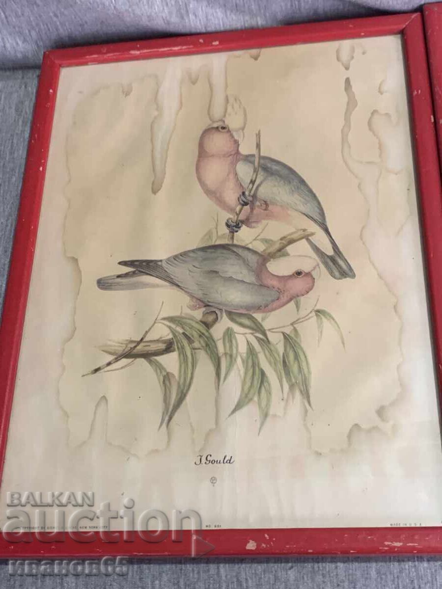 Three Colorful Lithographs Parrots Print - 6