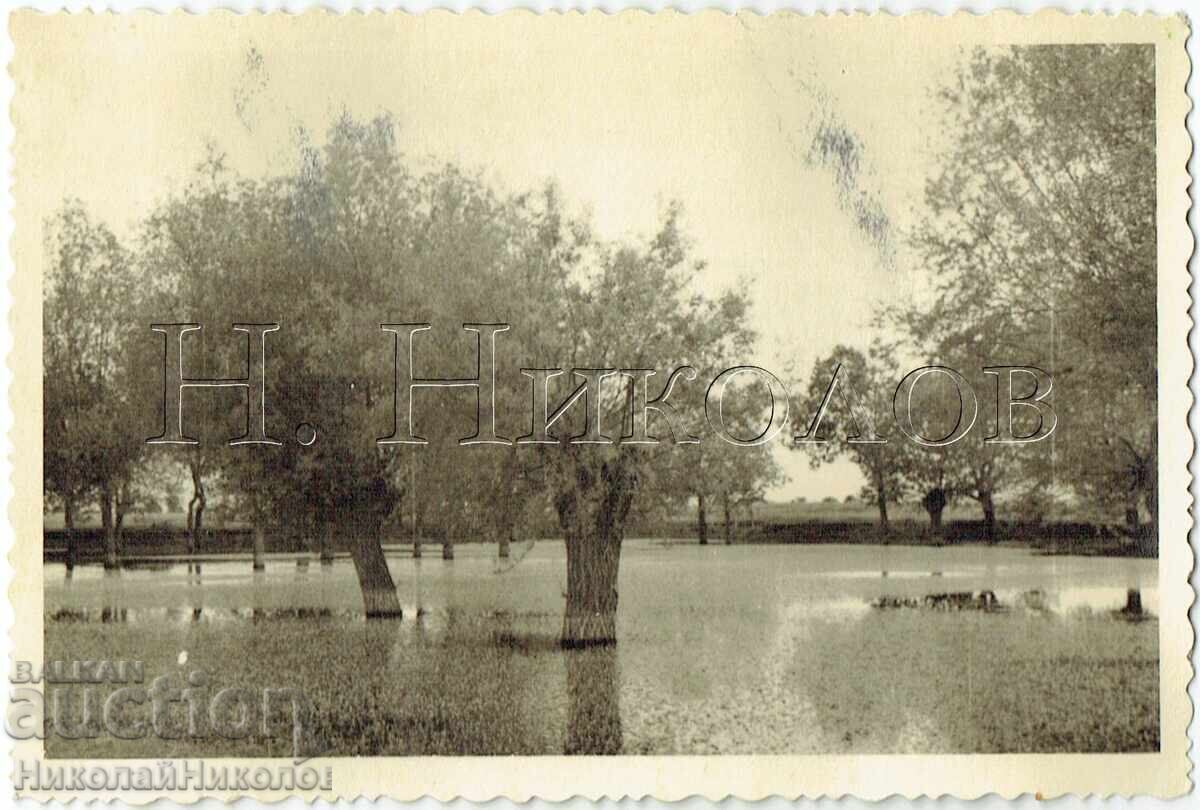 OLD PHOTO LANDSCAPE TREES IN THE WATER E670 OLD PHOTO LANDSCAPE TREES IN THE WATER E670