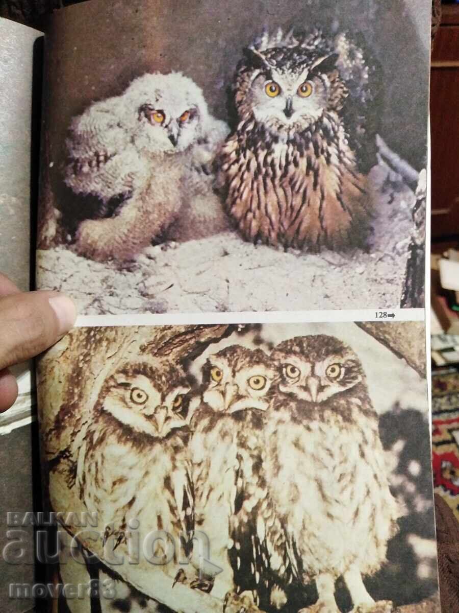 De la ursul grizzly la ochelari. B. Grzimek - 6 De la ursul grizzly la ochelari. B. Grzimek - 6