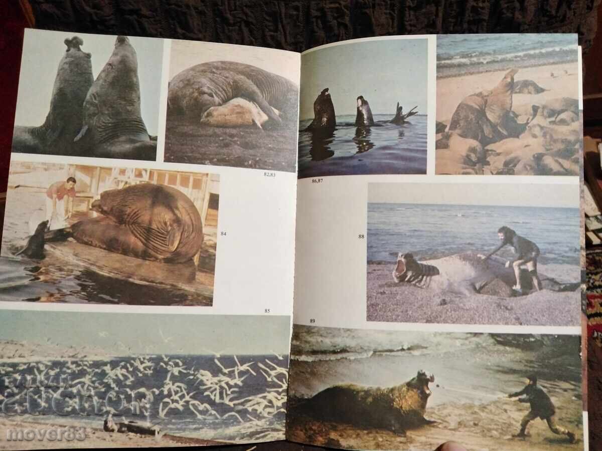 De la ursul grizzly la ochelari. B. Grzimek - 7 De la ursul grizzly la ochelari. B. Grzimek - 7