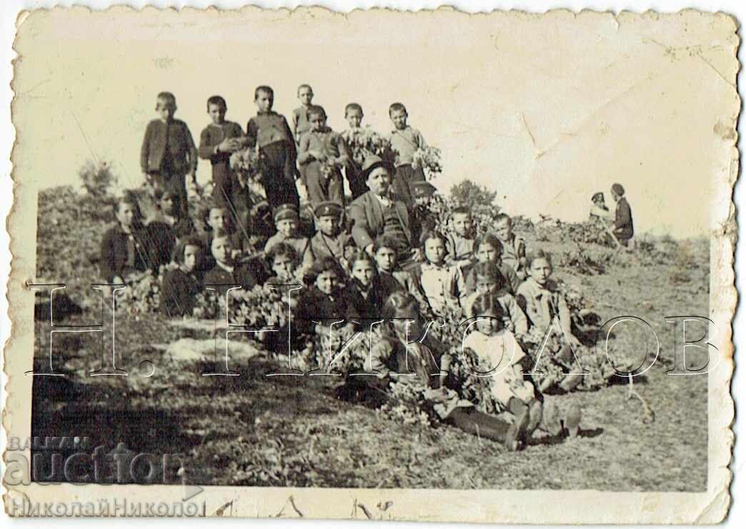 SMALL OLD PHOTO, MIHALTSI, PICKING LILAC, R. NIGOVANKA, E682