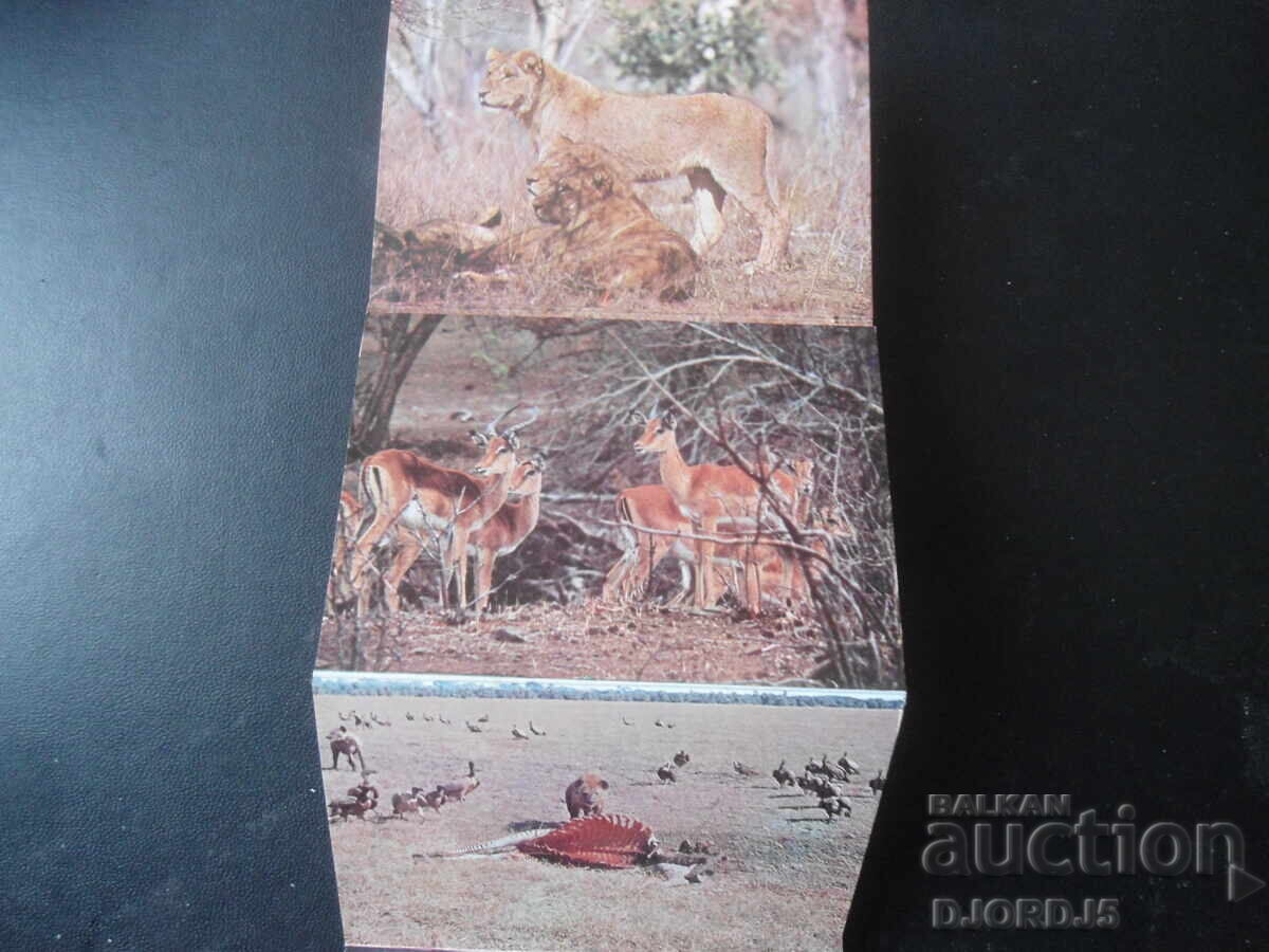 WILD LIFE OF ZIMBABWE, Стари картички, 20 броя, диплянка - 5
