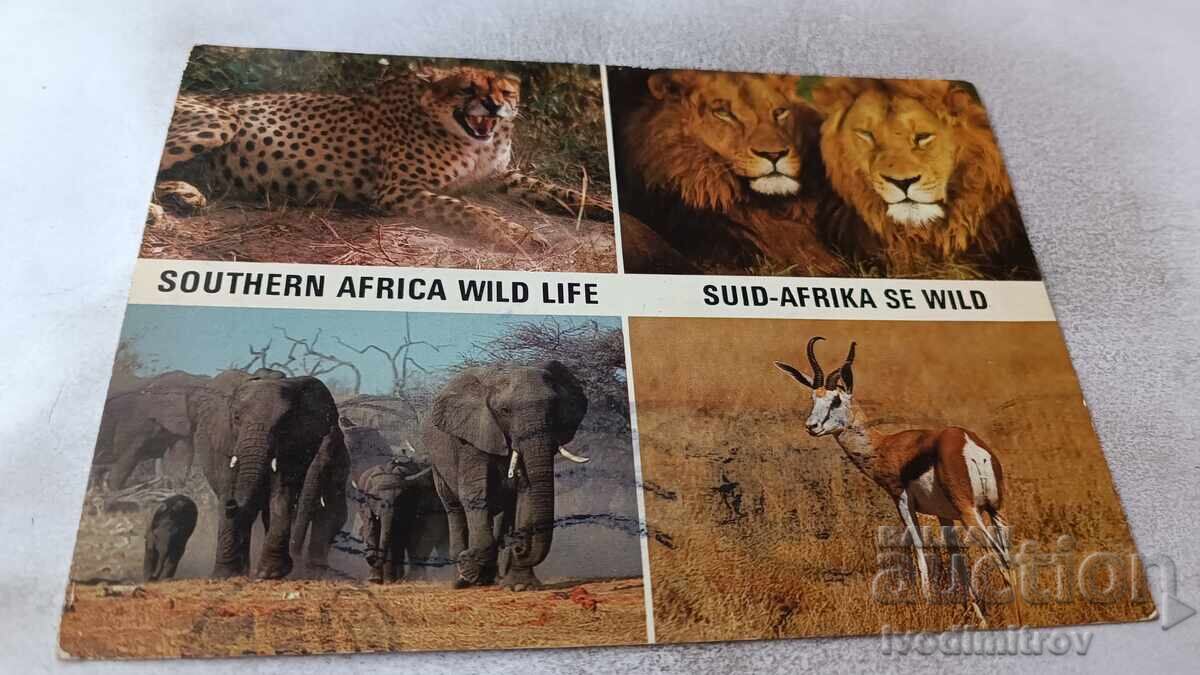 Postcard Southern Africa Wild Life 1979 Postcard Southern Africa Wild Life 1979