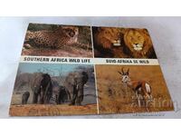 Postcard Southern Africa Wild Life 1979