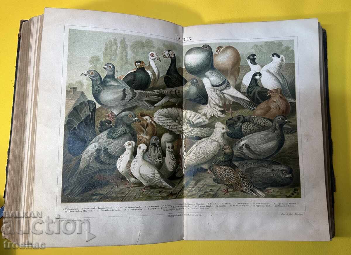 Old Book Reference Work with General Knowledge 1897 - 9 Old Book Reference Work with General Knowledge 1897 - 9