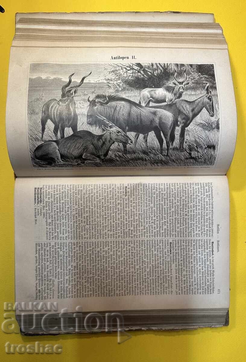 Old Book Reference Work with General Knowledge 1893 - 13 Old Book Reference Work with General Knowledge 1893 - 13