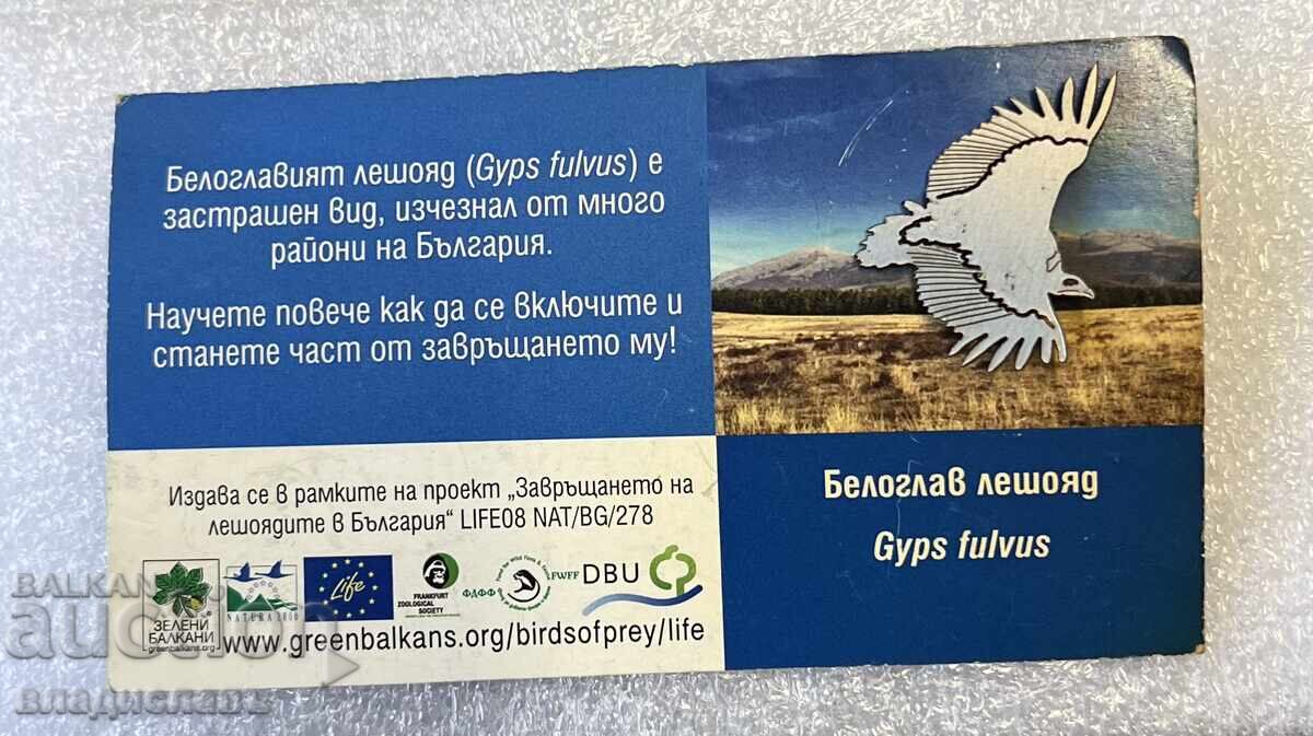 Griffon Vulture Griffon Vulture