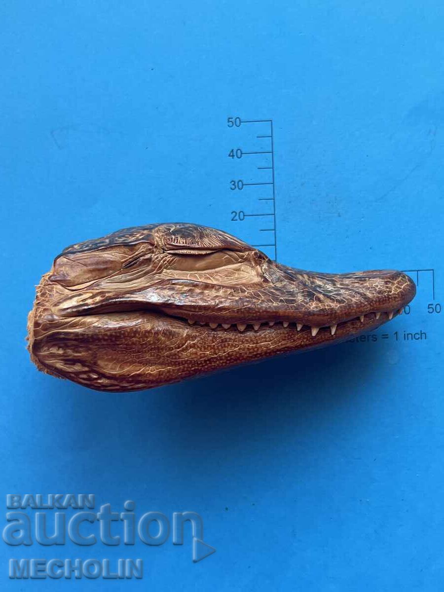 АЛИГАТОР с цена 50.00 лв. | € 25.56 АЛИГАТОР с цена 50.00 лв. | € 25.56