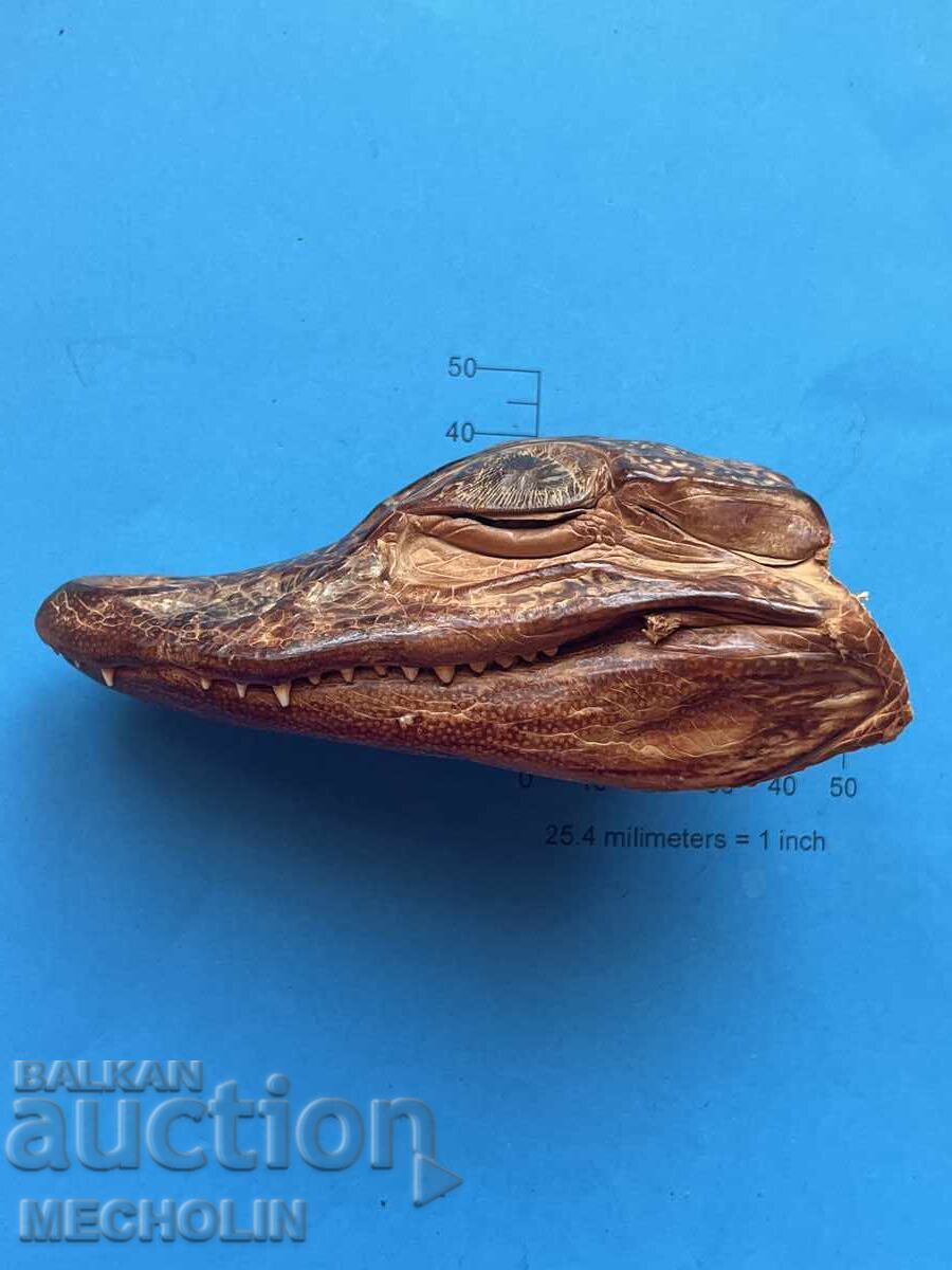 Доставка на АЛИГАТОР Доставка на АЛИГАТОР