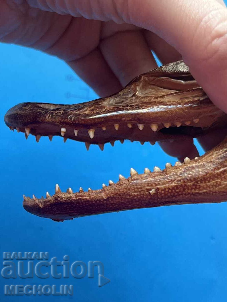 АЛИГАТОР - 6 АЛИГАТОР - 6