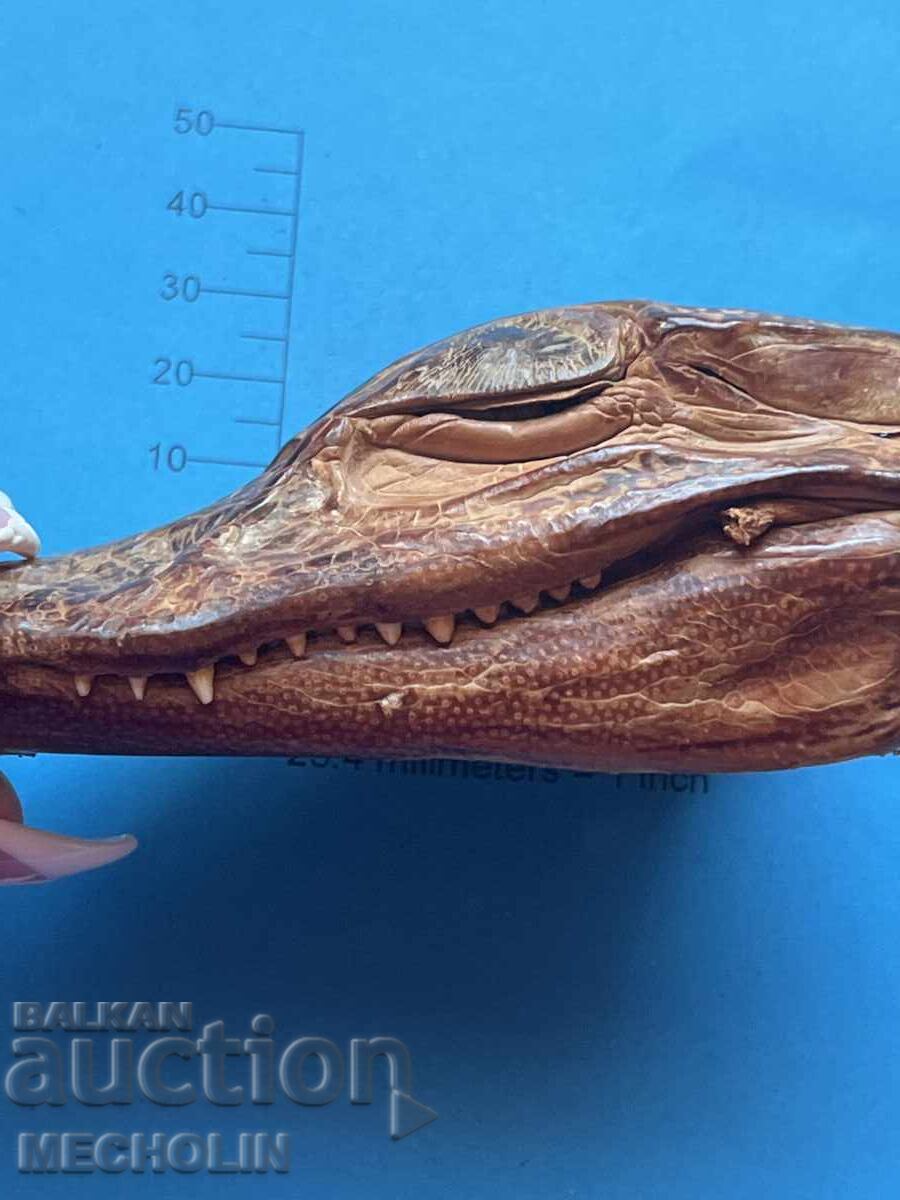 АЛИГАТОР - 7 АЛИГАТОР - 7