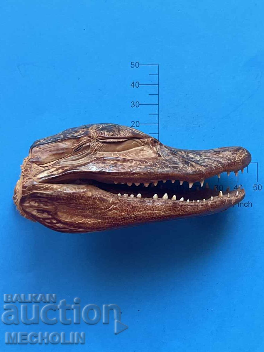 АЛИГАТОР АЛИГАТОР