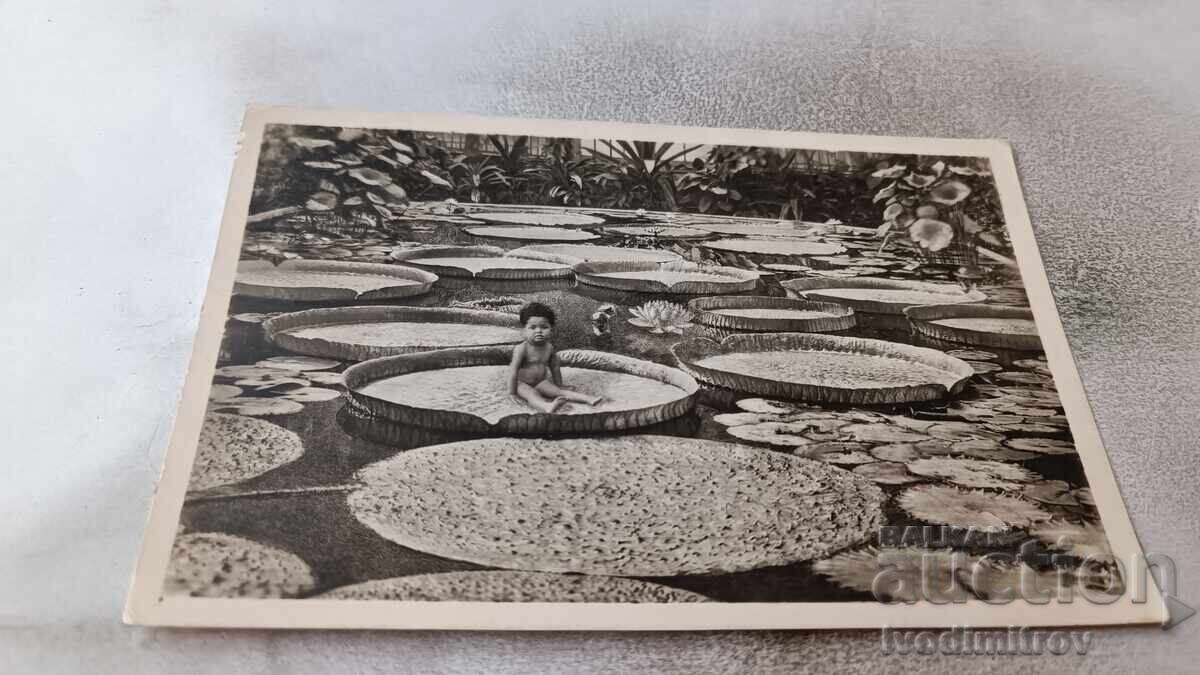 Cartolină poștală Munchen Botanischer Garten 1956 Cartolină poștală Munchen Botanischer Garten 1956