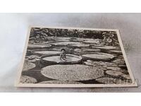 Cartolină poștală Munchen Botanischer Garten 1956