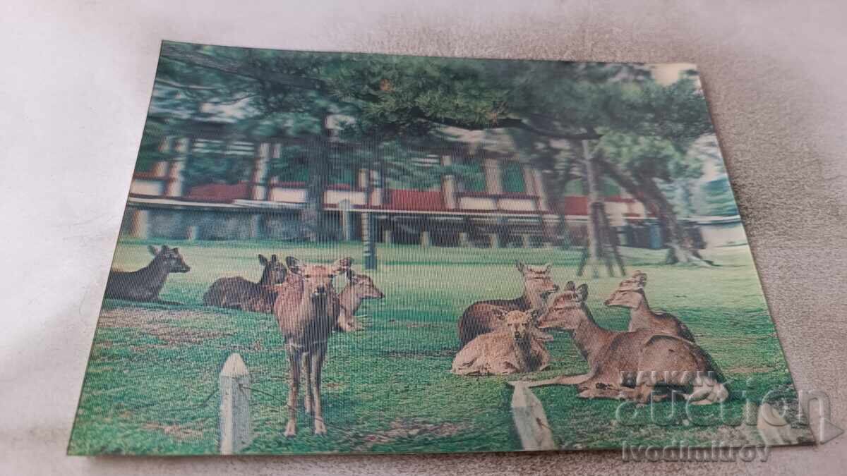Стереокартичка Сърнички