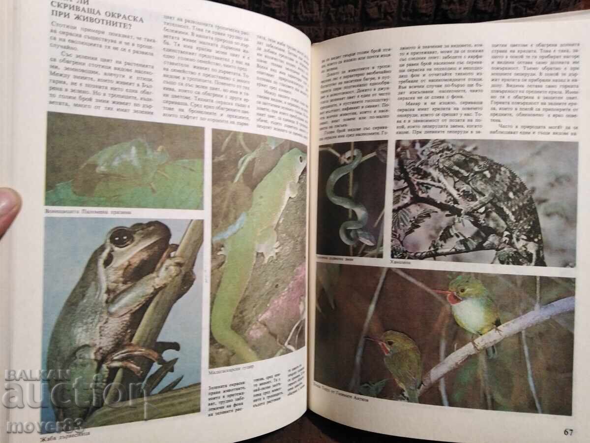 Ce știm despre... Forme și culori în lumea animalelor - 7