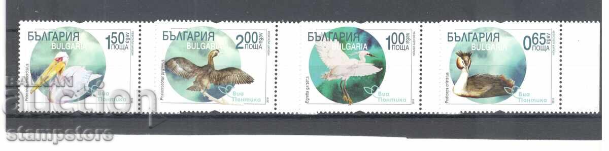 Via Pontica - Păsări Via Pontica - Păsări