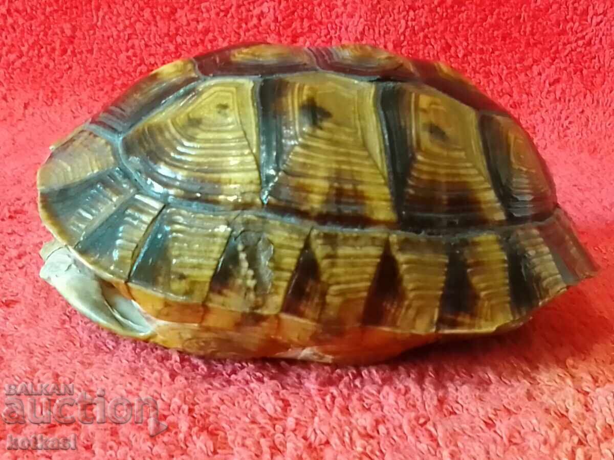 Δημοπρασία Παλιά χελώνα κορμού