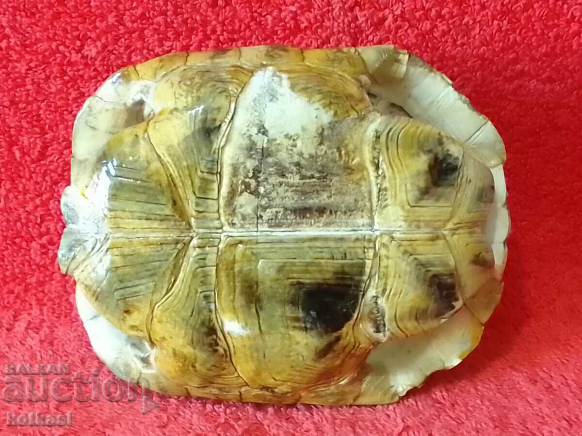 Παλιά χελώνα κορμού - 6