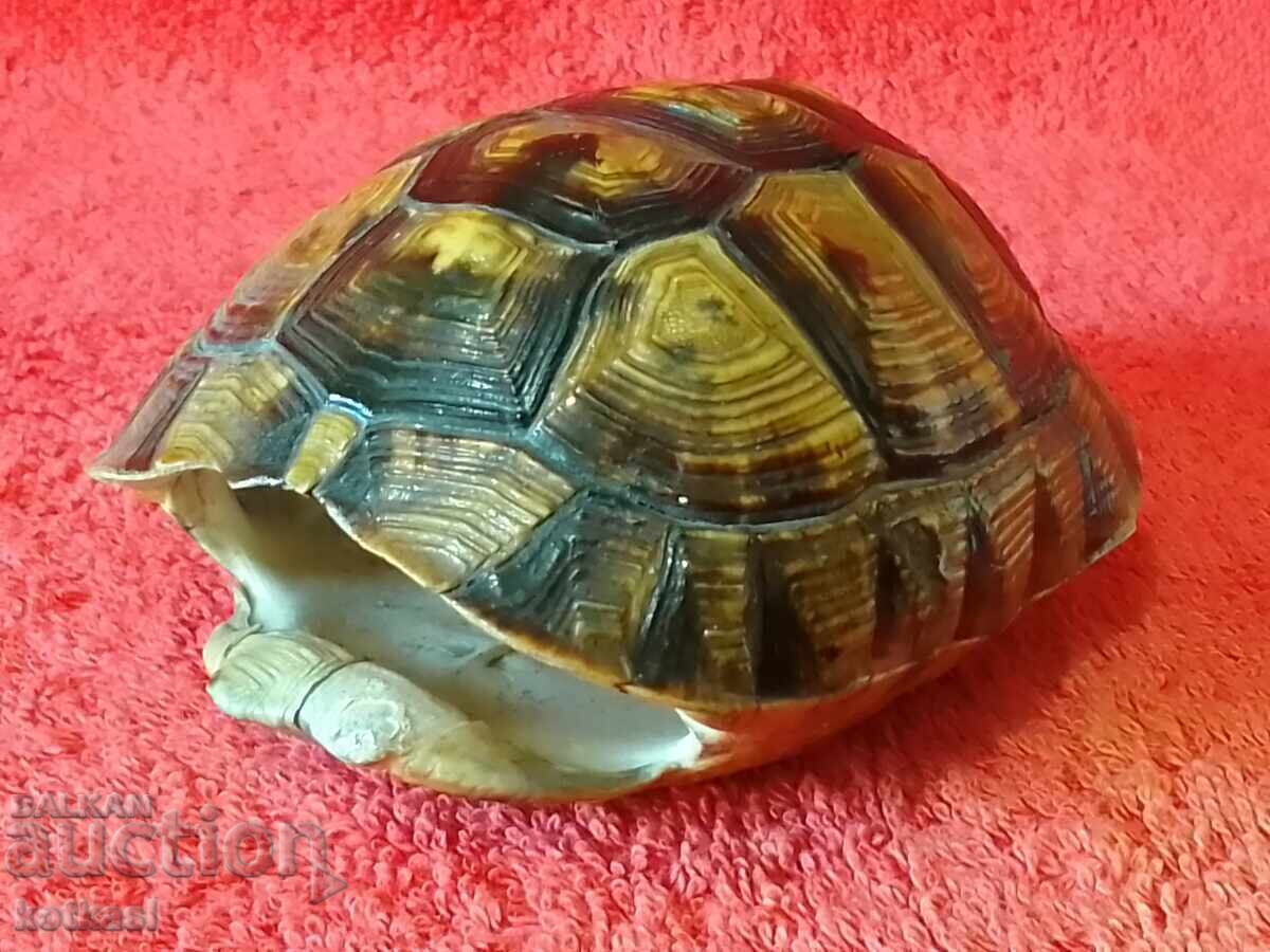 Παλιά χελώνα κορμού - 7