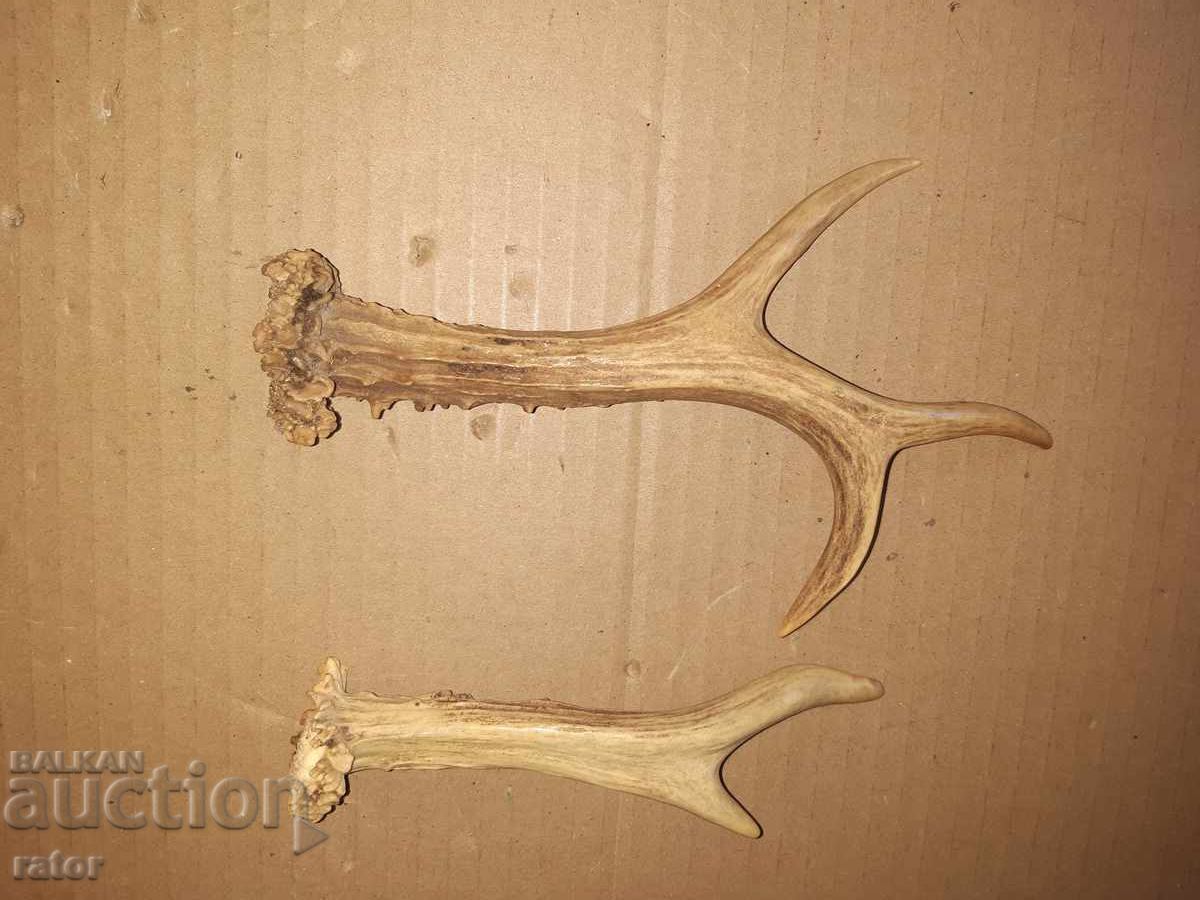 Licitație Coarne de căprior - pentru mânere de cuțit și altele Licitație Coarne de căprior - pentru mânere de cuțit și altele