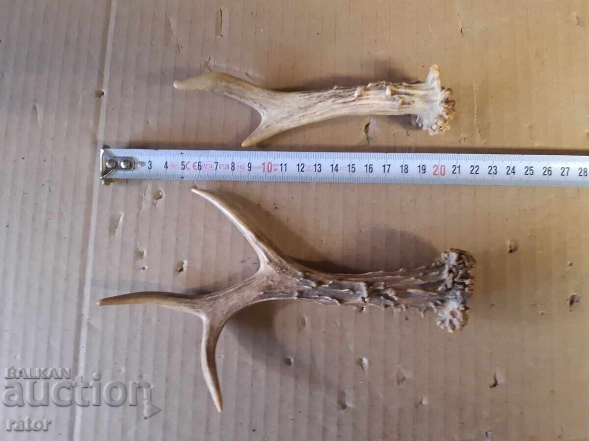 Coarne de căprior - pentru mânere de cuțit și altele Coarne de căprior - pentru mânere de cuțit și altele