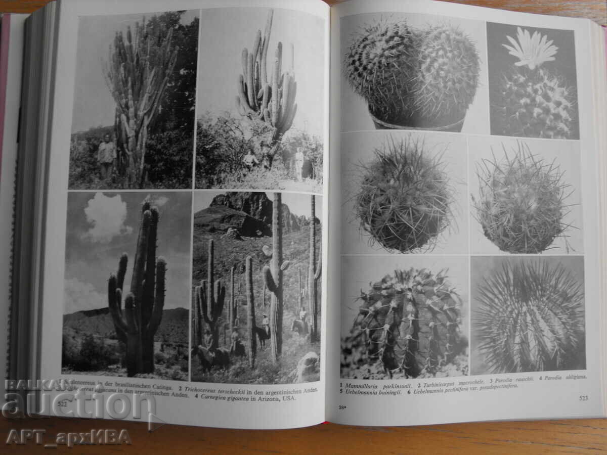 Livrarea Cactuși. De la A la Z /în limba germană/. Enciclopedie ilustrată