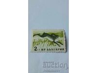 Bulgarian People's Republic Postage Stamps: Rabbit