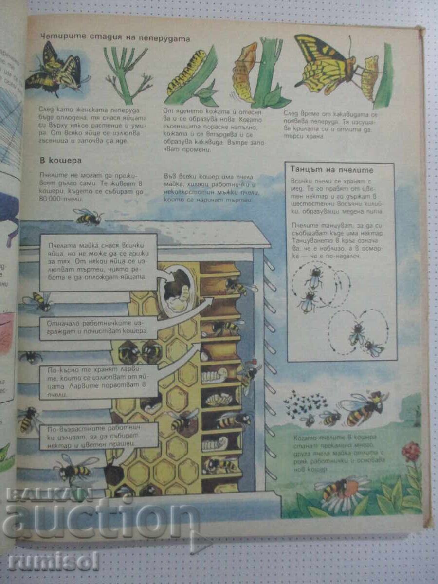 Children's Encyclopedia - Jane Eliot, Colin King - 5 Children's Encyclopedia - Jane Eliot, Colin King - 5