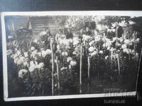 Παλιά φωτογραφία, Ο κήπος του Στ. Χρ. Κοστόφ