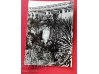 Българска еврейка в Израел - Стара снимка  -  A 6239