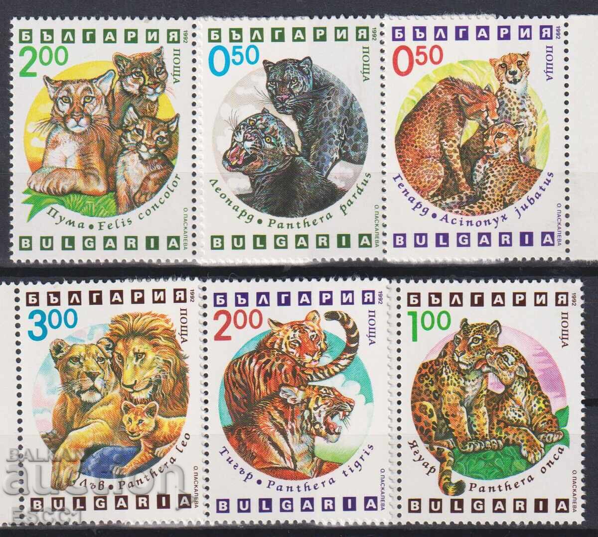 Timbre curate Fauna Prădători Exotici Pisici Sălbatice 1992 Bulgaria