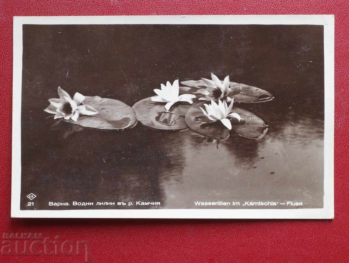 Paskov-Varna Water Lilies in Kamchia River Paskov-Varna Water Lilies in Kamchia River
