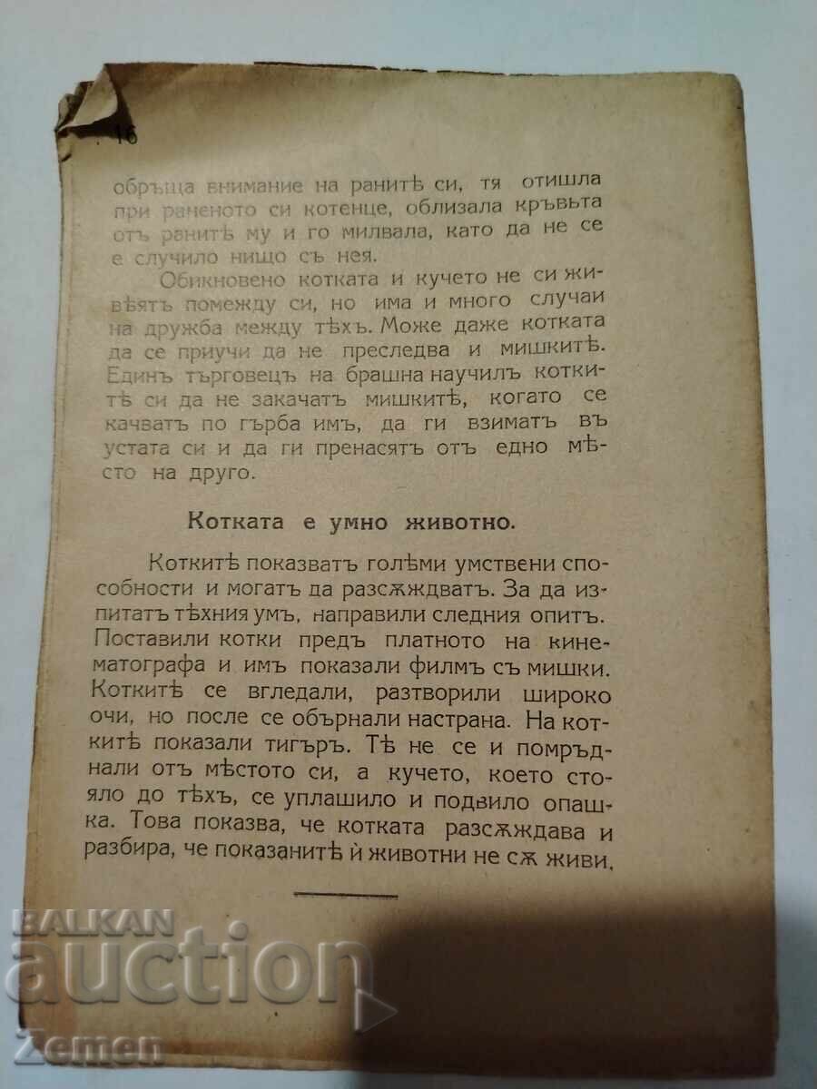 Δημοπρασία Σκύλος. Γάτα Δημοπρασία Σκύλος. Γάτα