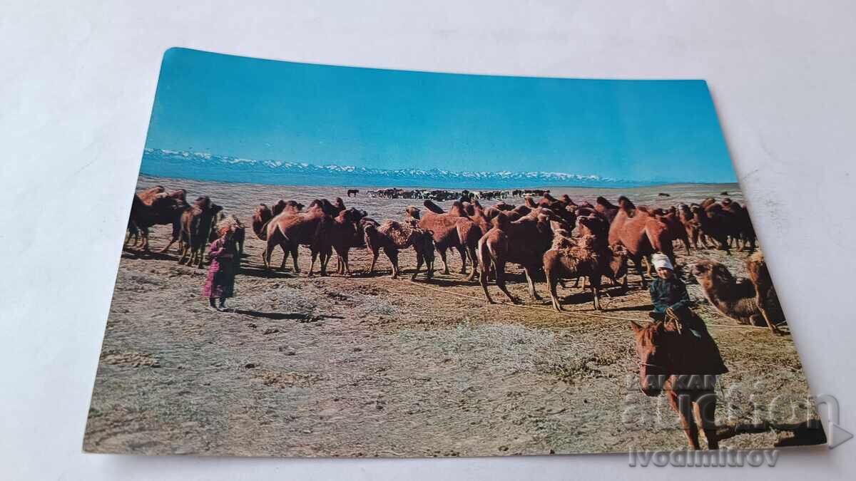 P K A Camel Boy, Sudul Gobi Aimak, Mongolia