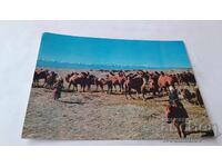 П К  A Camel Boy, South Gobi Aimak, Mongolia